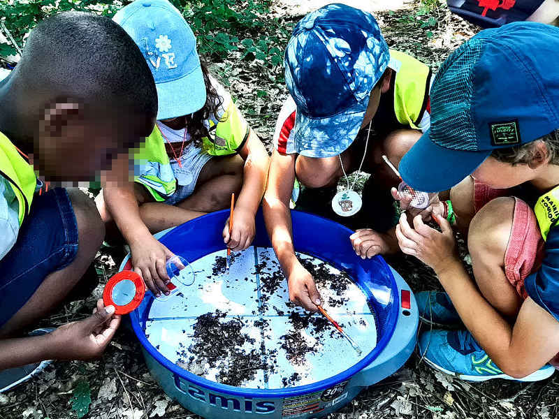 Les enfants cherchent les invertébrés de la forêt
